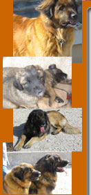 Leonberger von der Kaisereiche